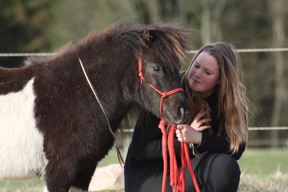 Shetlænder Stjernens Tiger - Horsemanshiptræning med Tiger da han var ca 2 år gammel billede 12