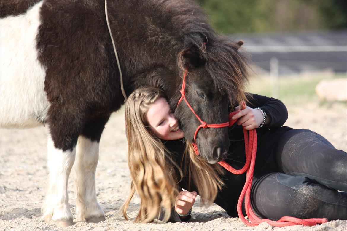 Shetlænder Stjernens Tiger - Tiger og jeg for en del år siden i en hyggestund på ridebanen billede 16