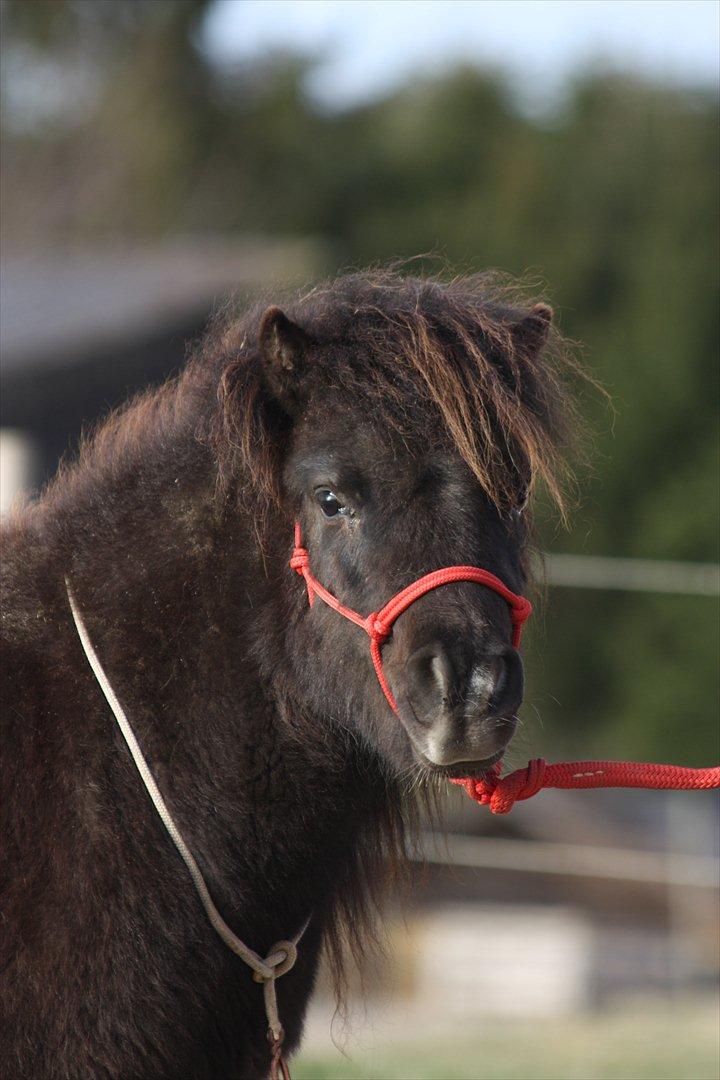 Shetlænder Stjernens Tiger - Hans kønne lille fjæs, som vores søde dyrelæge så pænt kaldte dit hoved. billede 18