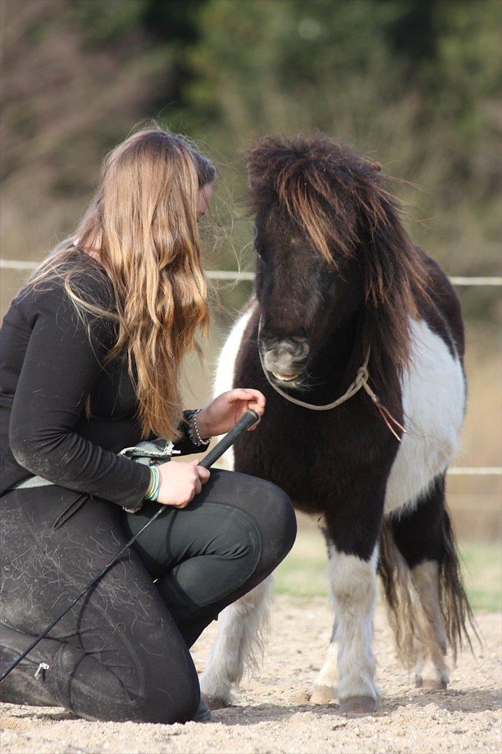 Shetlænder Stjernens Tiger billede 19