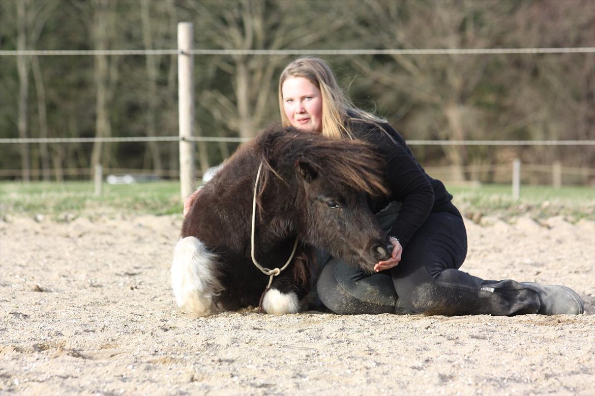 Shetlænder Stjernens Tiger billede 13