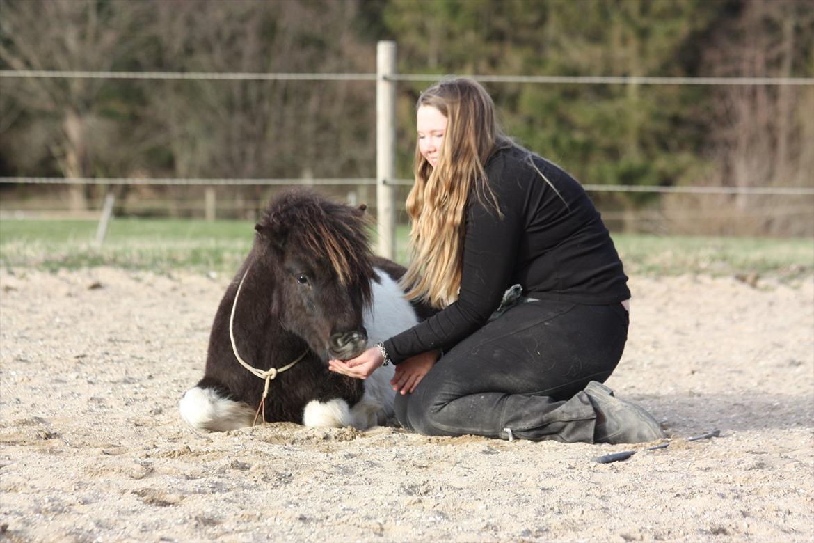Shetlænder Stjernens Tiger billede 22