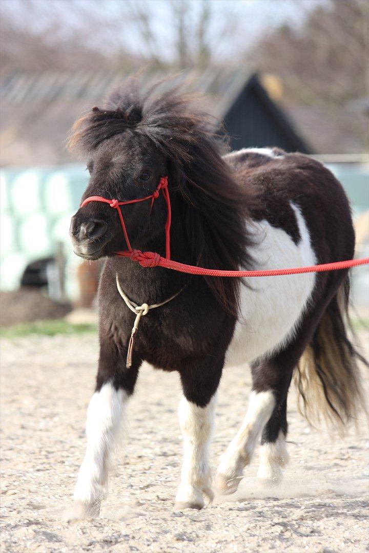 Shetlænder Stjernens Tiger billede 27