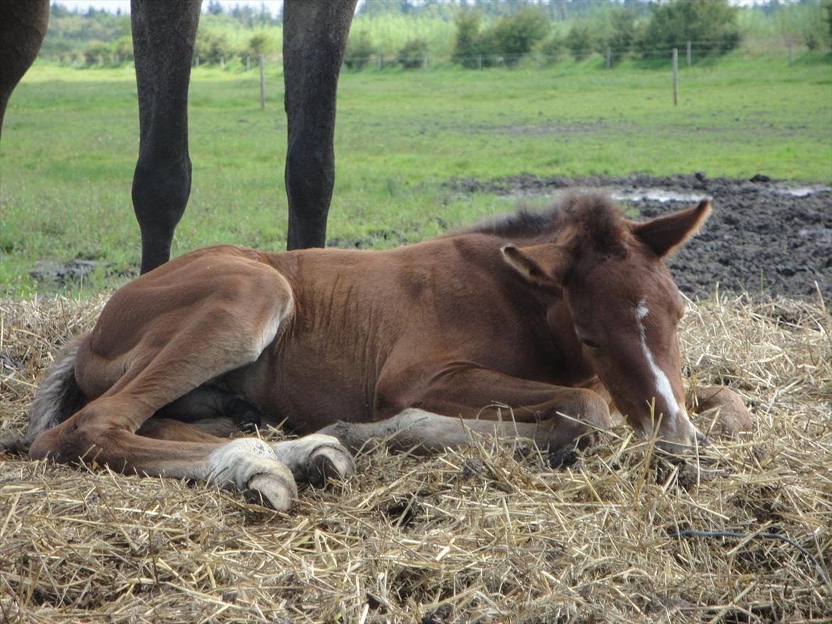 Holstener A.B. Chico billede 2