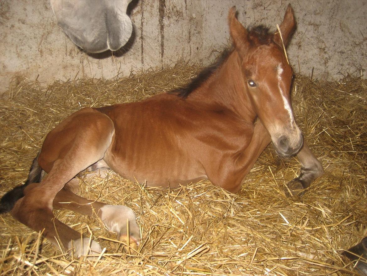Holstener A.B. Chico billede 3