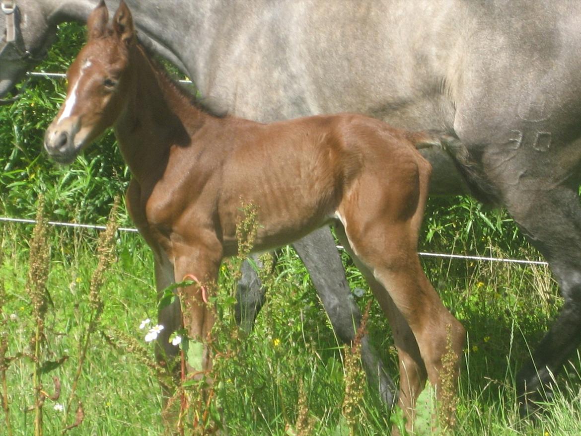 Holstener A.B. Chico billede 5