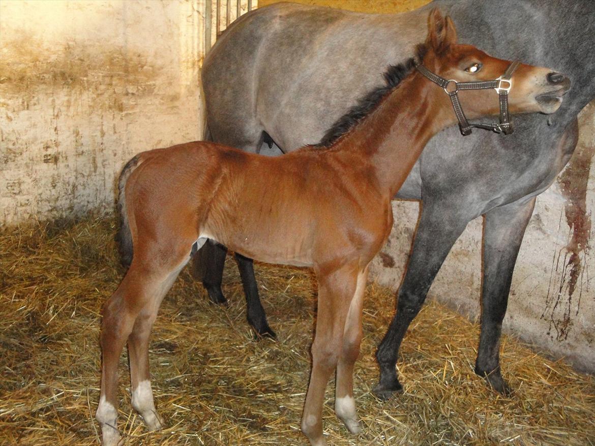 Holstener A.B. Chico billede 8