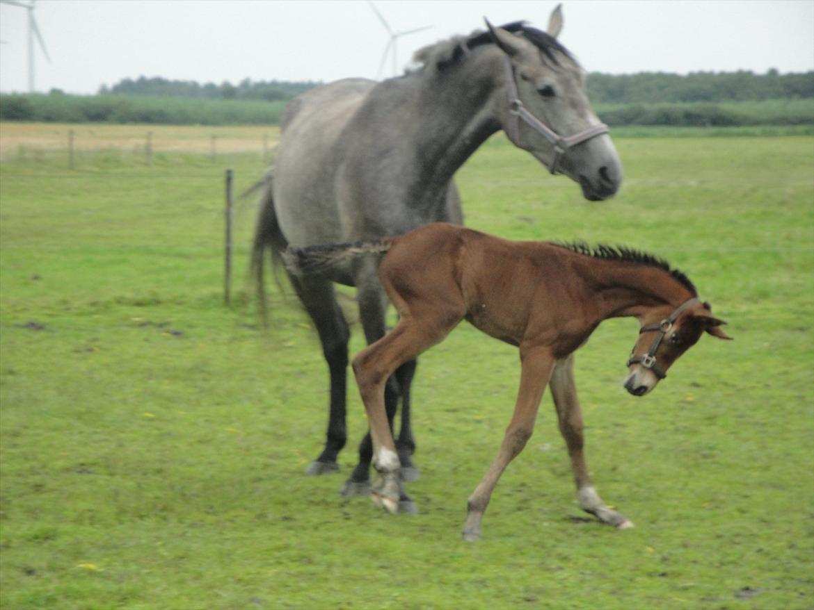 Holstener A.B. Chico billede 9
