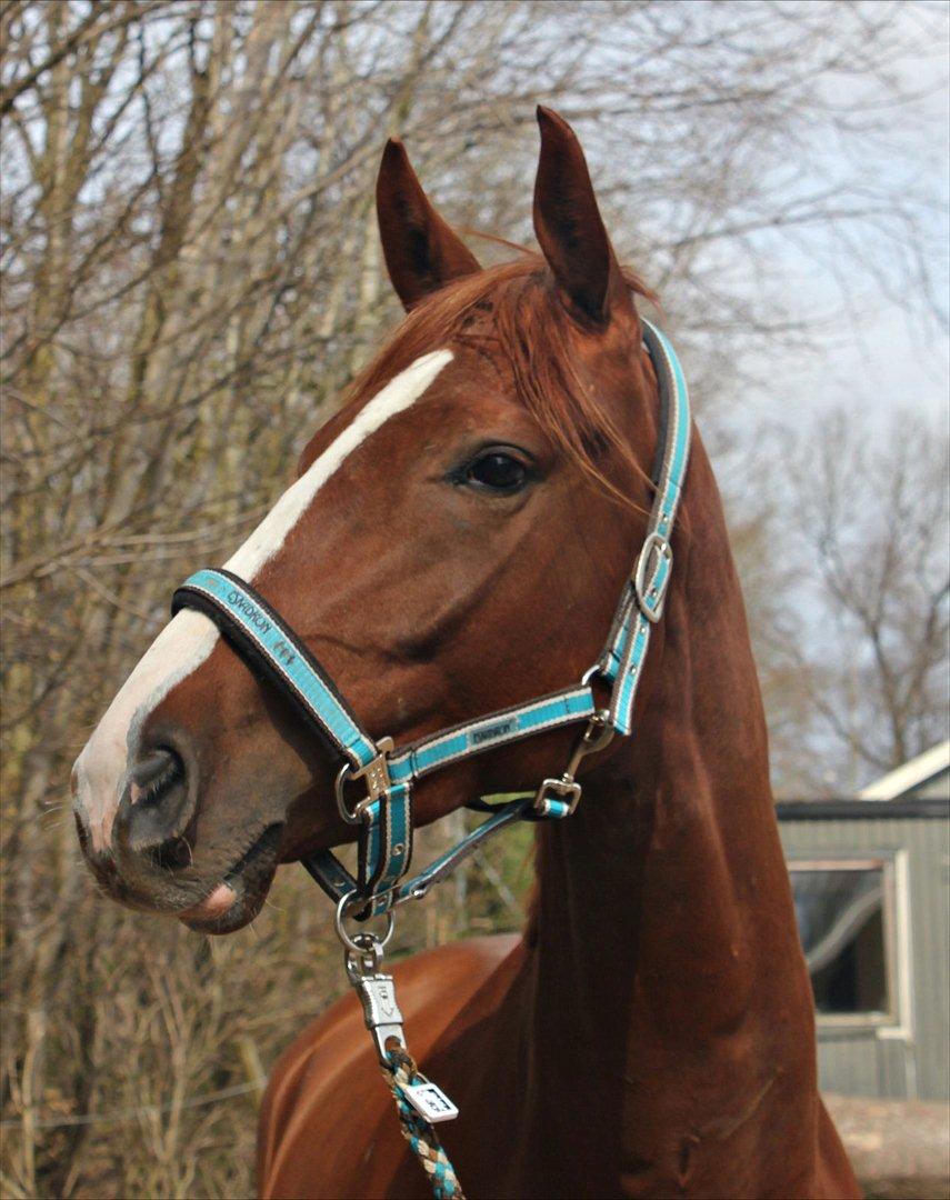 Dansk Varmblod Kanoir<3 - 17.04.11 billede 2