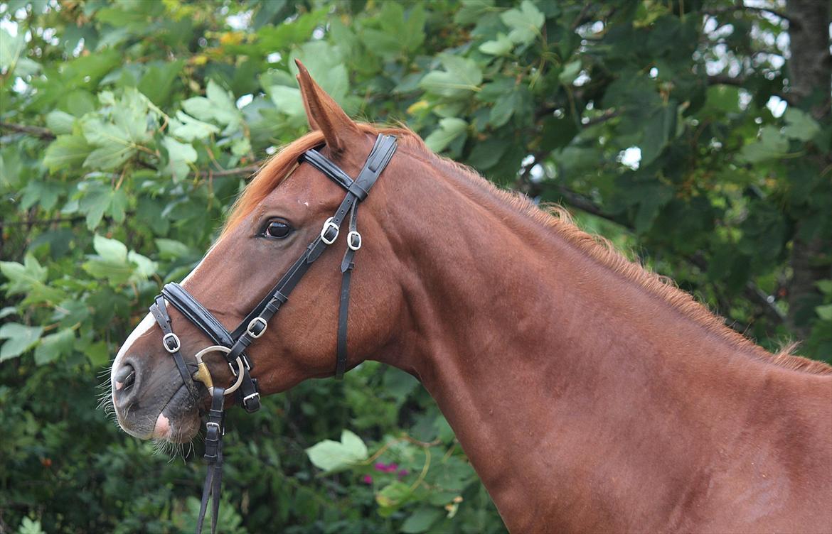 Dansk Varmblod Kanoir<3 - 5.08.11 billede 1