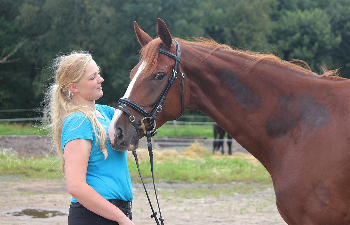 Dansk Varmblod Kanoir<3 - 5.08.11 billede 5