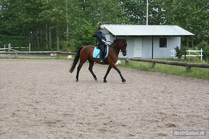 Anden særlig race Sultan (SOLGT) billede 5