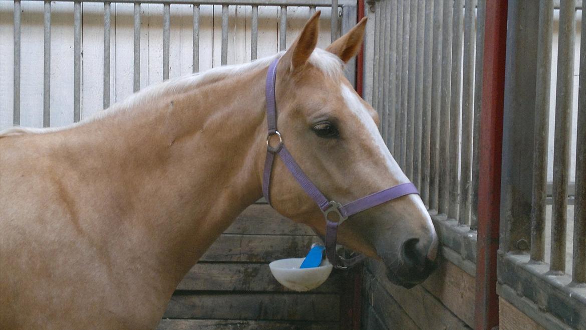 Palomino Mon Ami Bellona billede 10