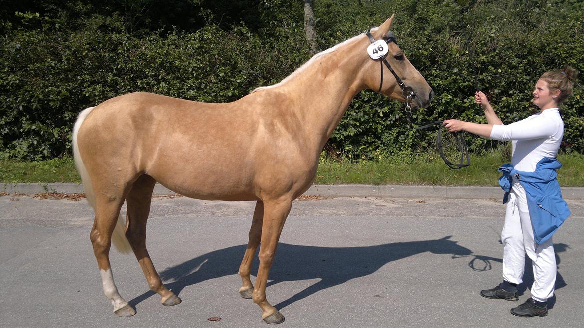 Palomino Mon Ami Bellona billede 11