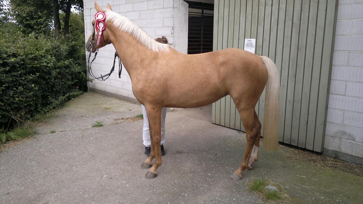 Palomino Mon Ami Bellona billede 12