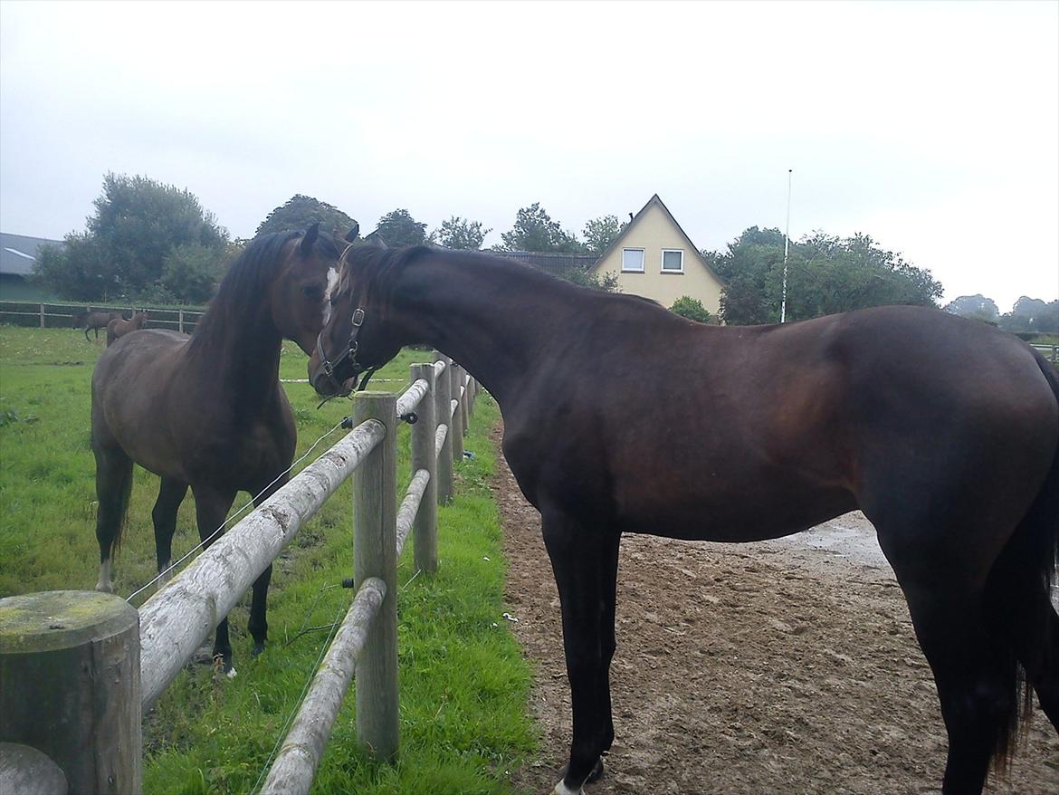 Dansk Varmblod Lucky Star AS  *Solgt* - Lucky hilser på storebror Happy efter at have været på sommergræs billede 15