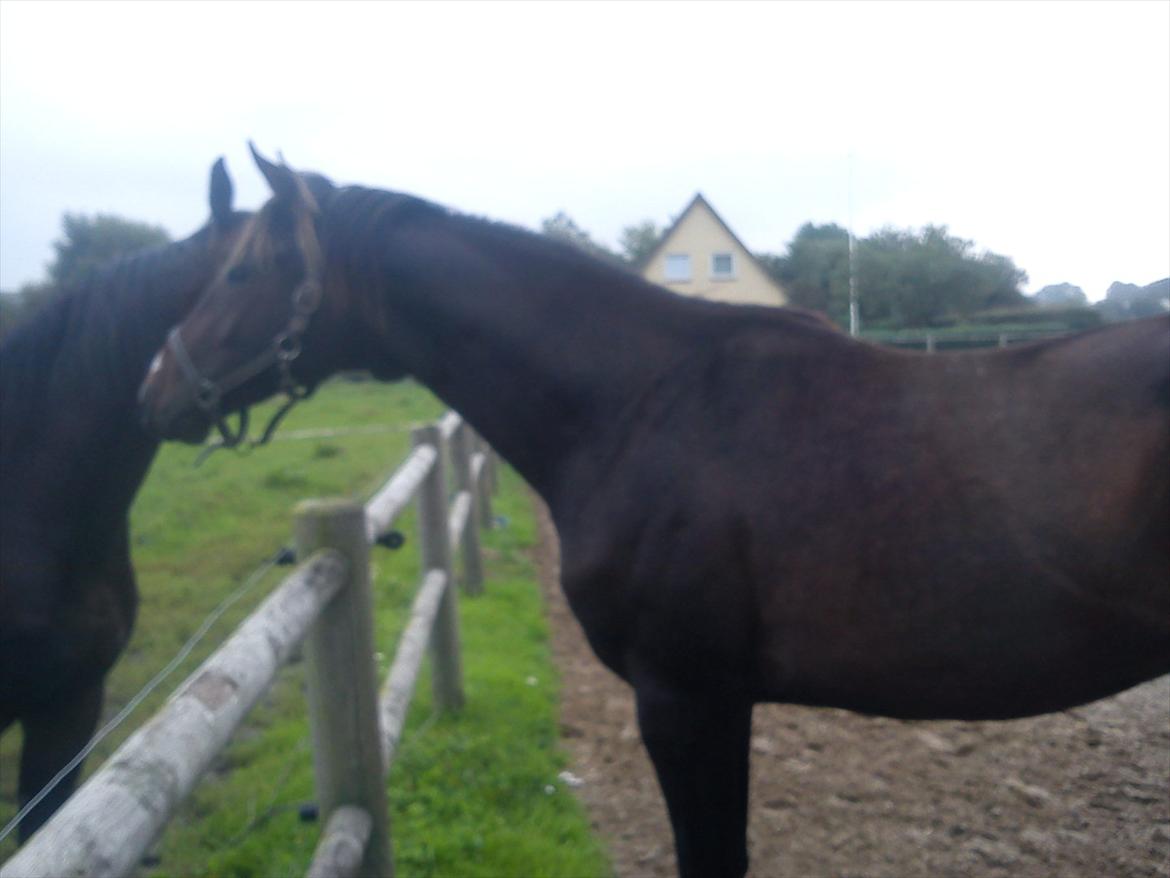 Dansk Varmblod Lucky Star AS  *Solgt* - hej storebror !! billede 16
