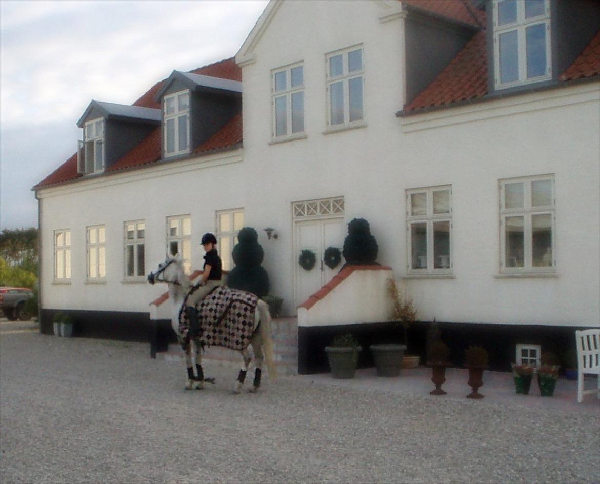 Connemara Philipstatt's Gaia, min soulmate - Birkedommergård billede 11