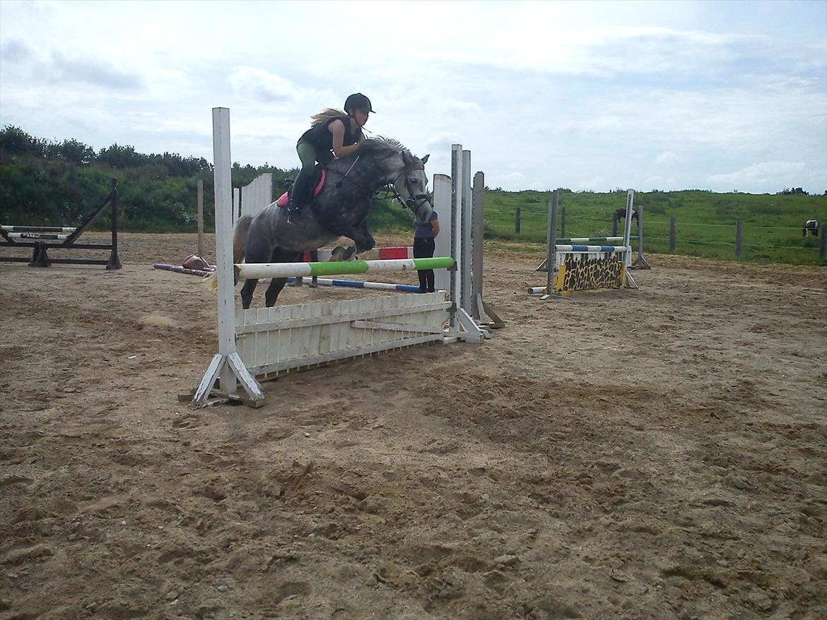 Welsh Pony (sec B) Spinelly (Solgt) - Spring på søde Grisling !!! <3 billede 9