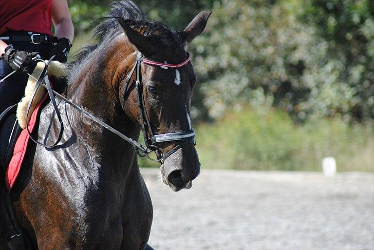 Oldenborg Flicka *Solgt* - Flicka<3
Fotograf: Maiken Nielsen billede 10