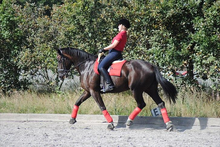 Oldenborg Flicka *Solgt* - Undervisning ved Claus d. 22 august 2011. Fotograf: Maiken Nielsen billede 11