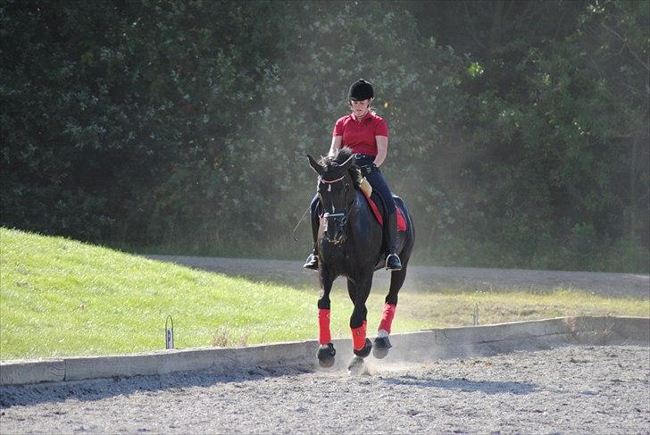 Oldenborg Flicka *Solgt* - Fotograf: Maiken Nielsen billede 12