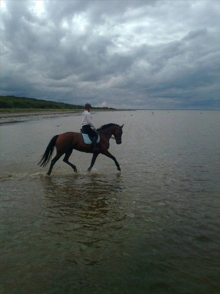 Traver Komet Lund billede 15