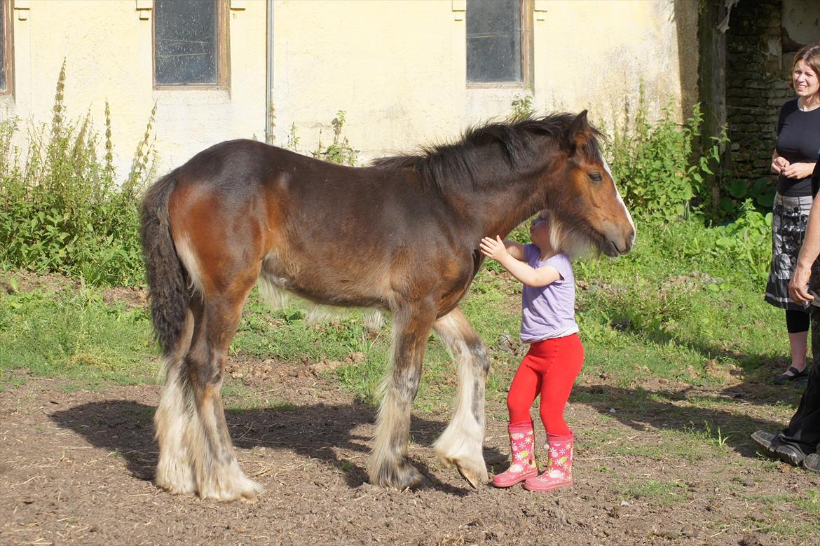 Irish Cob Hauge´s Aurora *solgt* billede 1