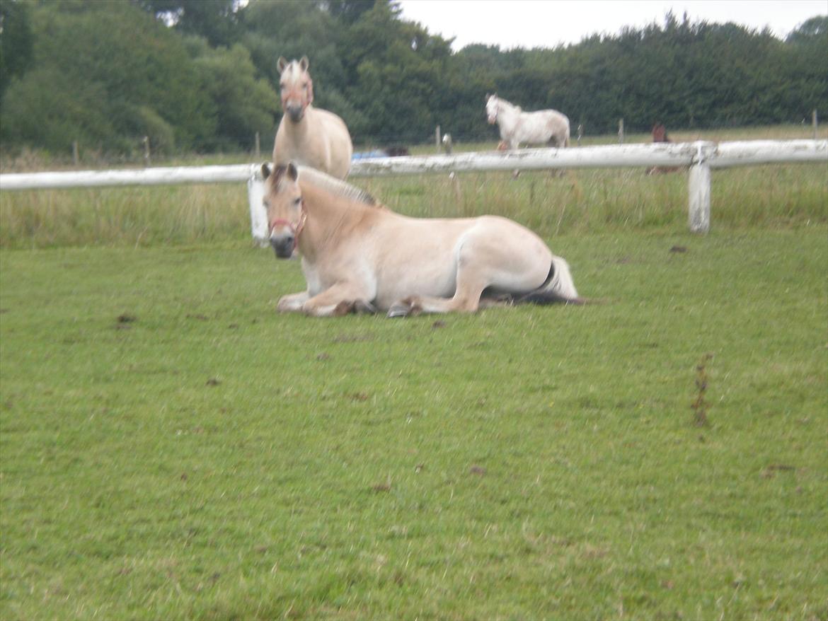 Fjordhest KøgeSportsrideklub's Pegasus - Sleeping Time! :-D billede 17