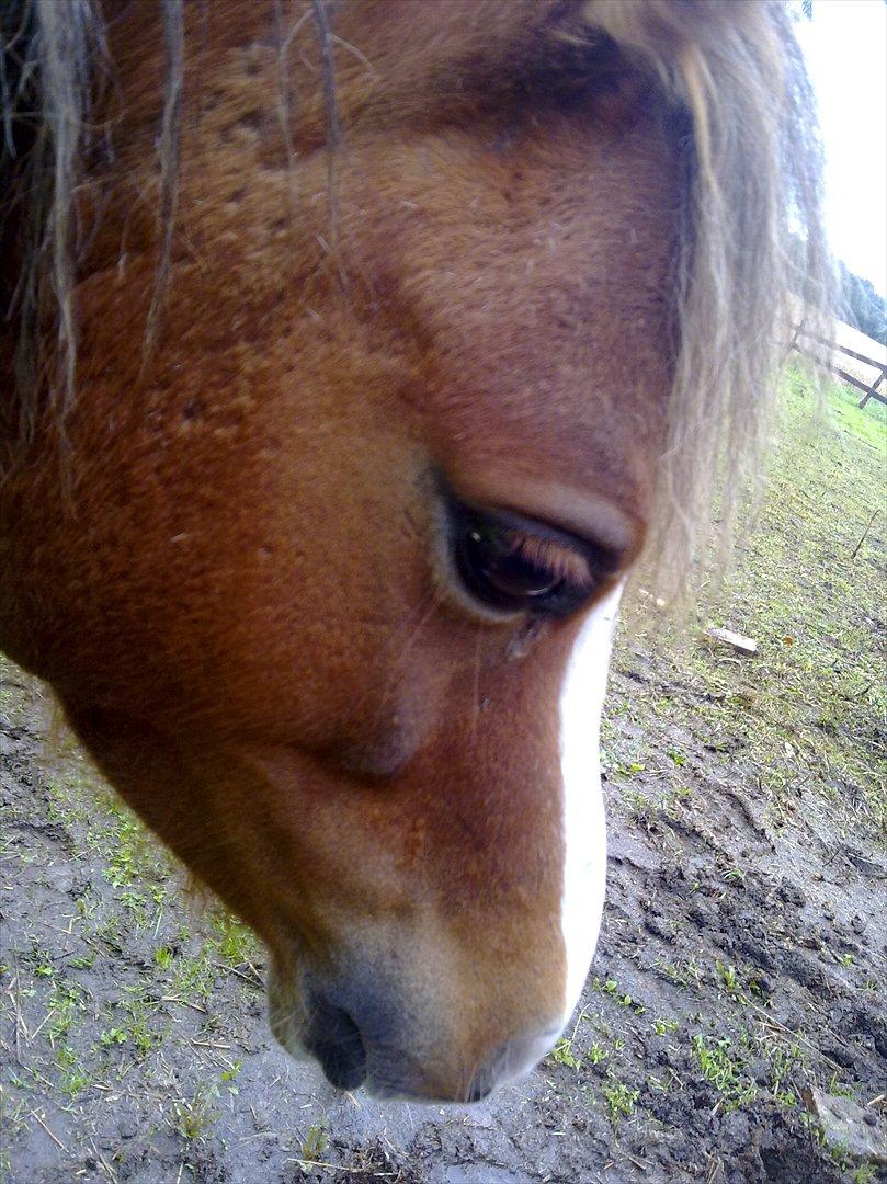 Welsh Mountain (sec A) Baloo billede 2