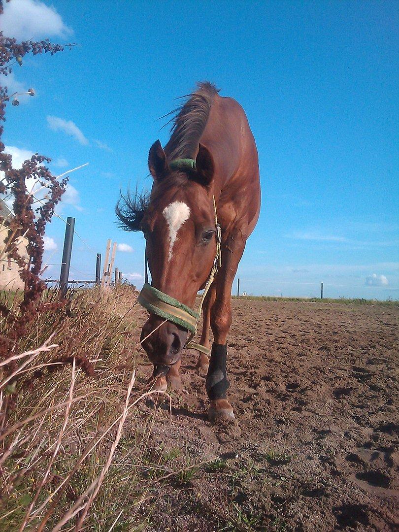 Fuldblod (XX) Sisus - Hyggedag med tossen. Efterår 2011. billede 10