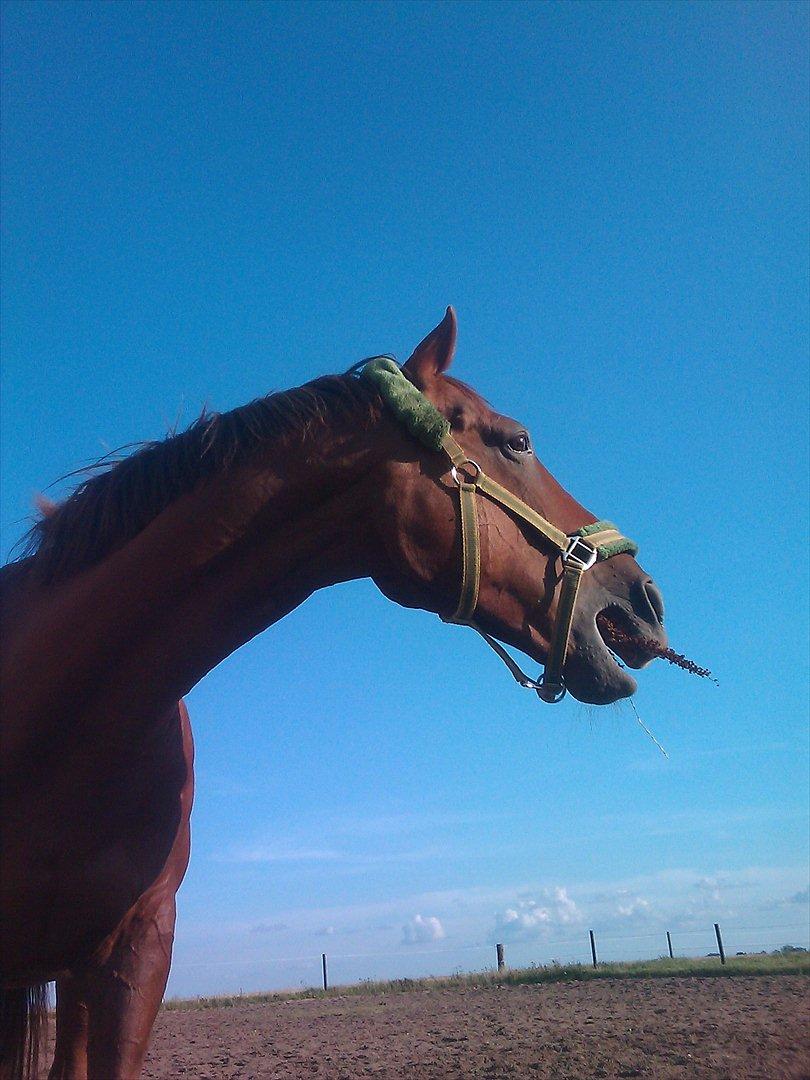 Fuldblod (XX) Sisus - Muuuums mad :-P    2011. billede 4