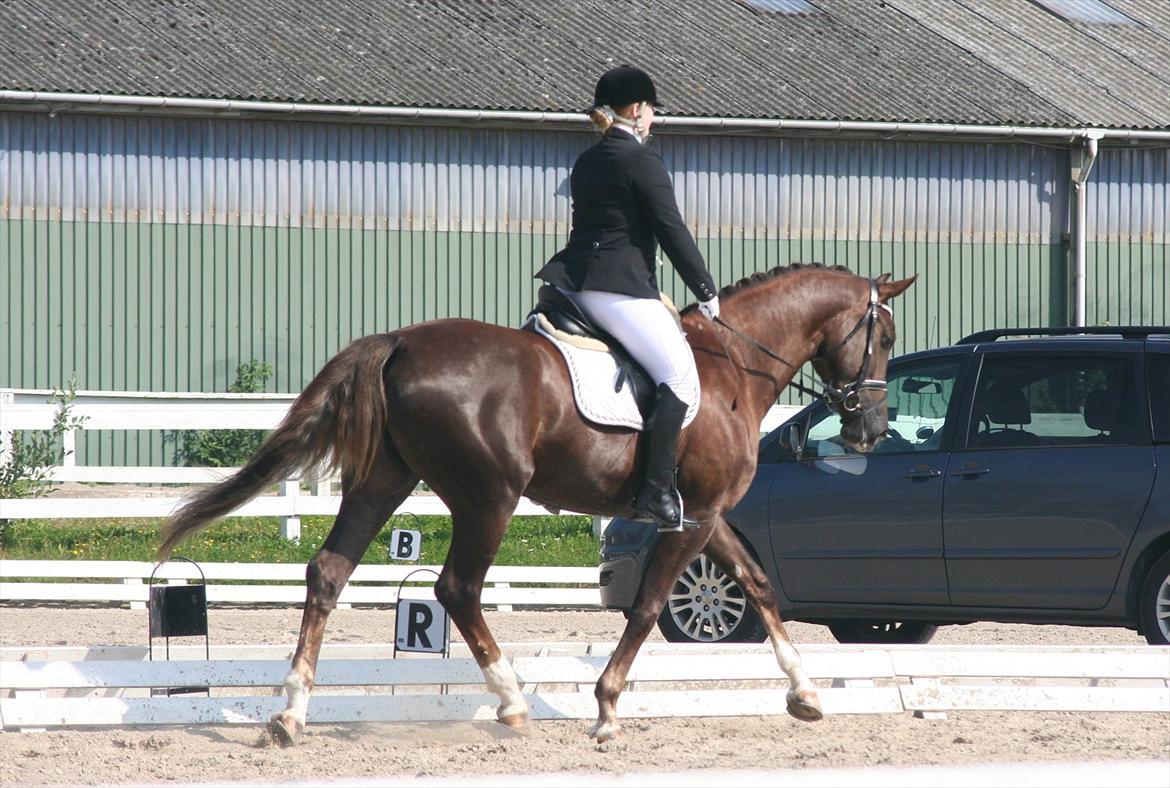 Dansk Varmblod Enghavens Fiona - 4 års championat på Hillerød. Foto: Far billede 9