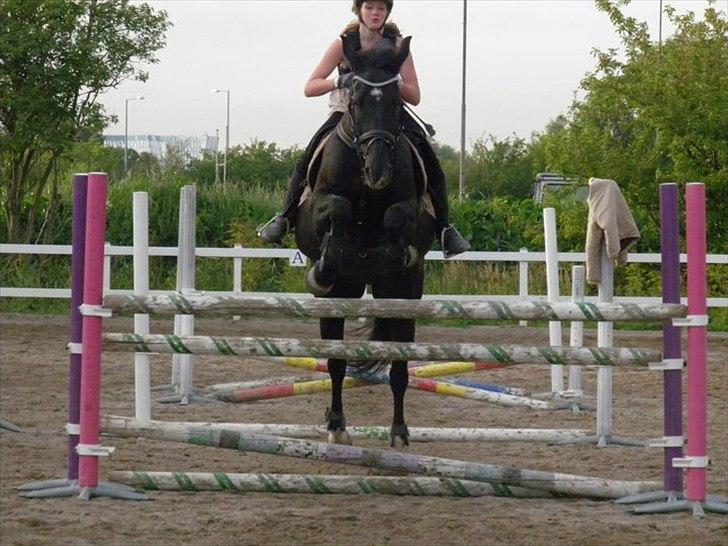 Oldenborg Felix - 110cm!! weee! :-* billede 5