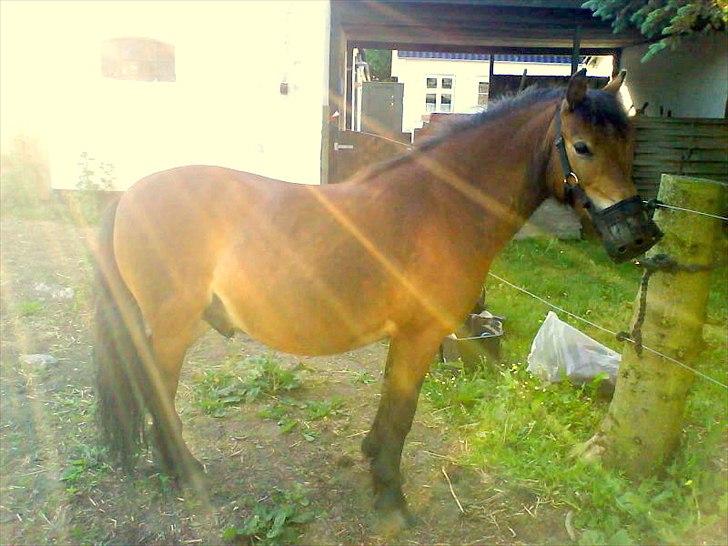 Dartmoor Viktor Dunemose billede 1