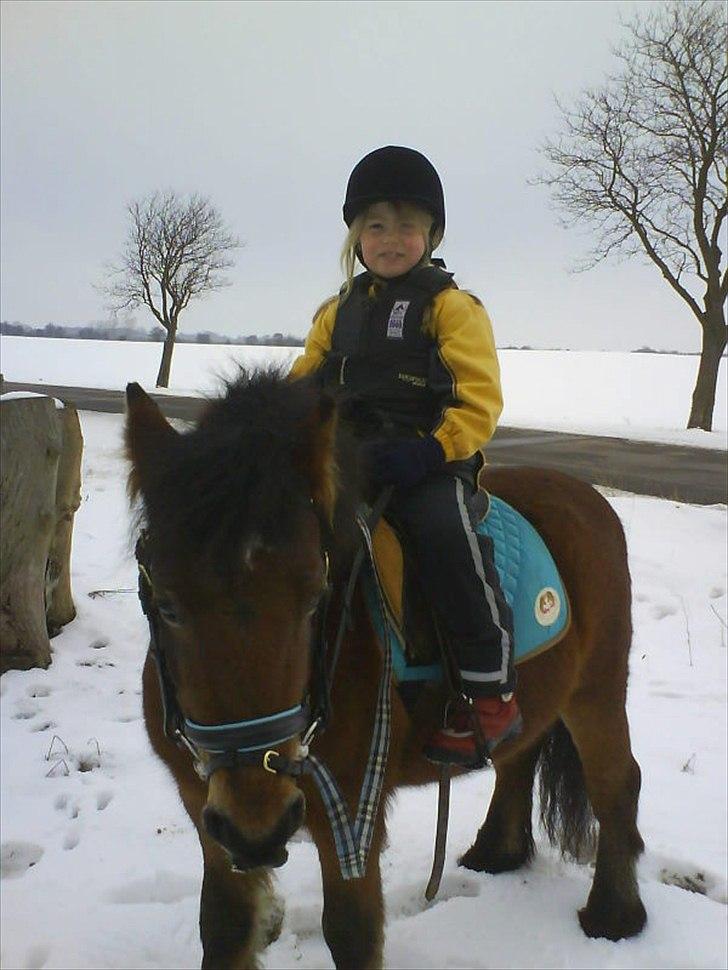 Dartmoor Viktor Dunemose billede 3