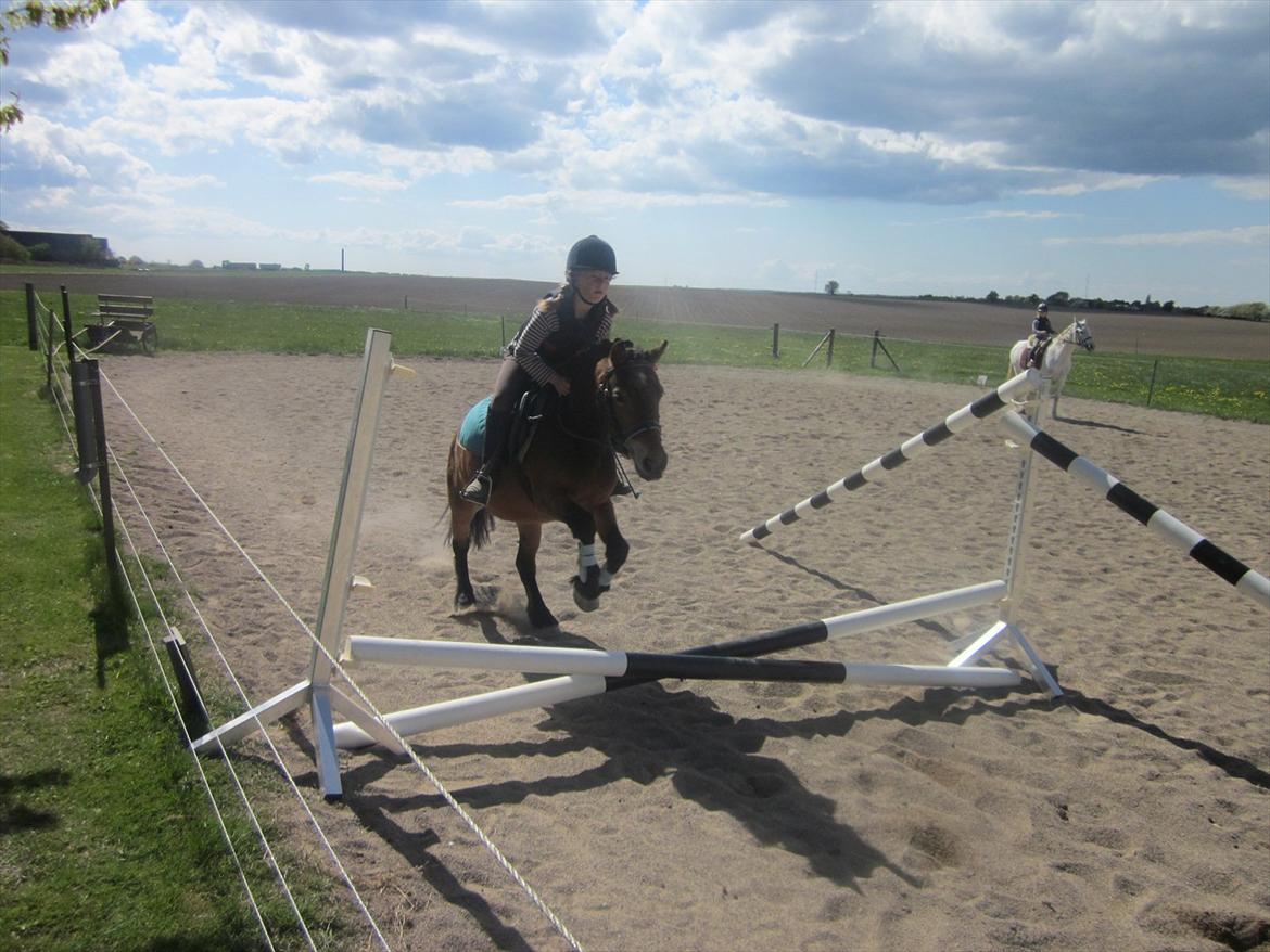 Dartmoor Viktor Dunemose billede 5