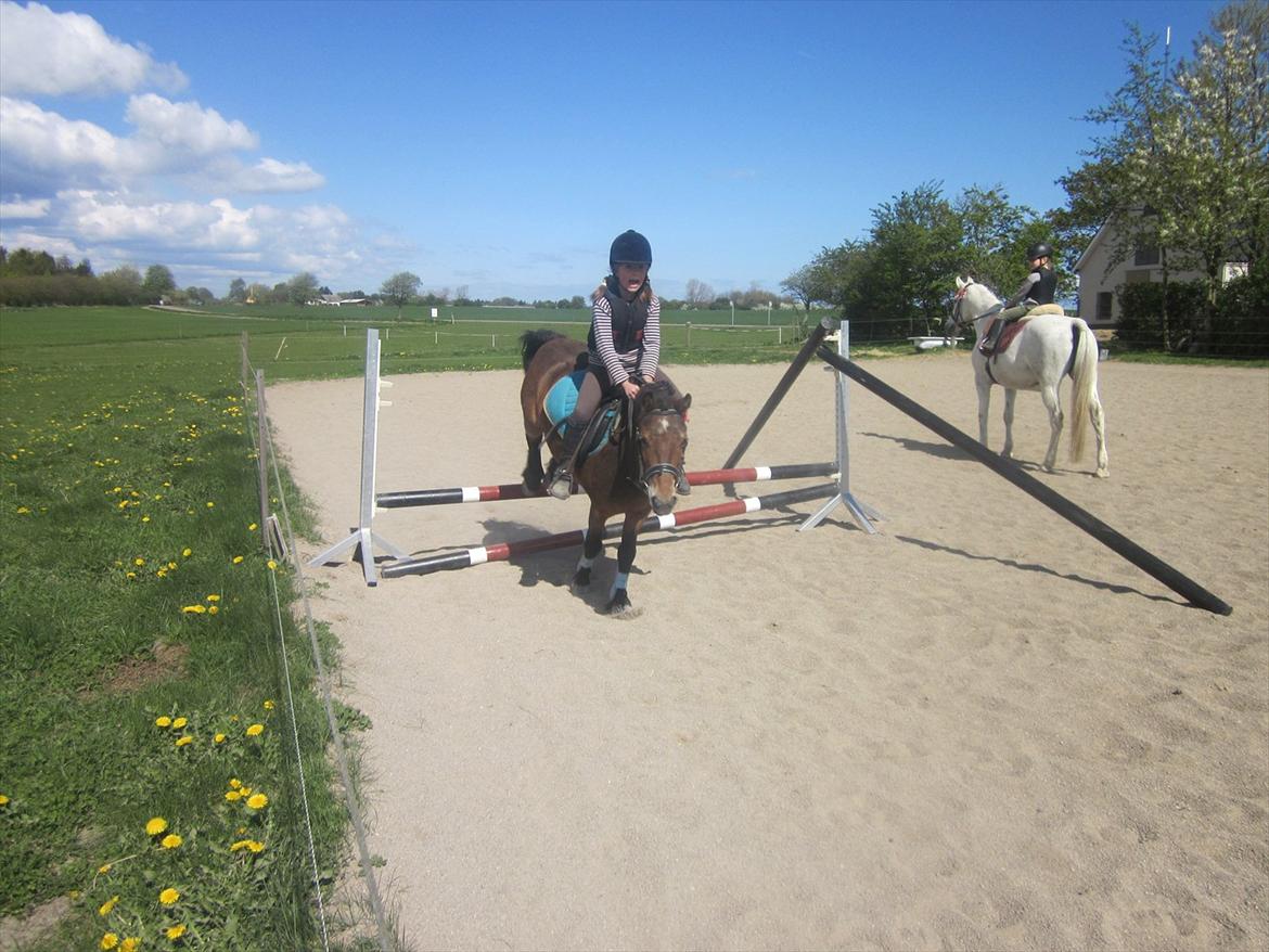 Dartmoor Viktor Dunemose billede 6