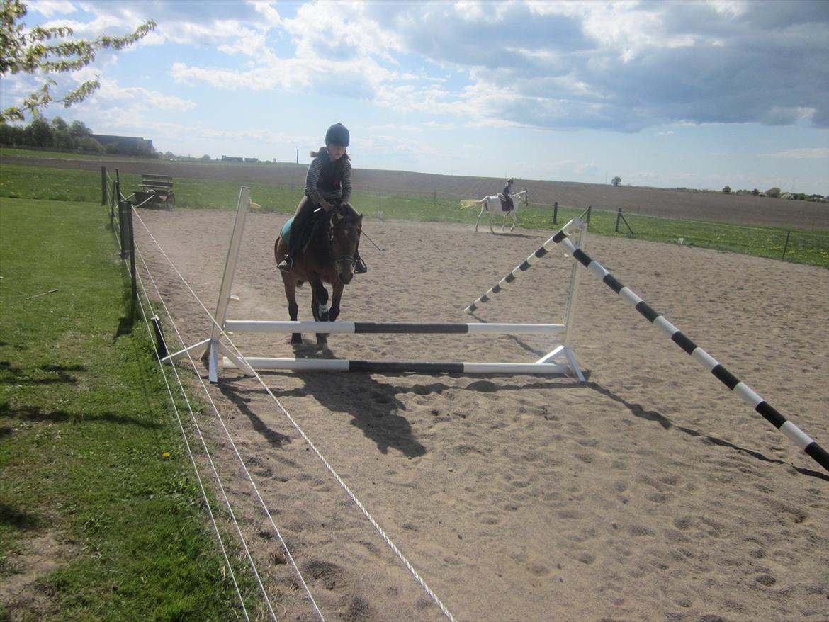 Dartmoor Viktor Dunemose billede 7