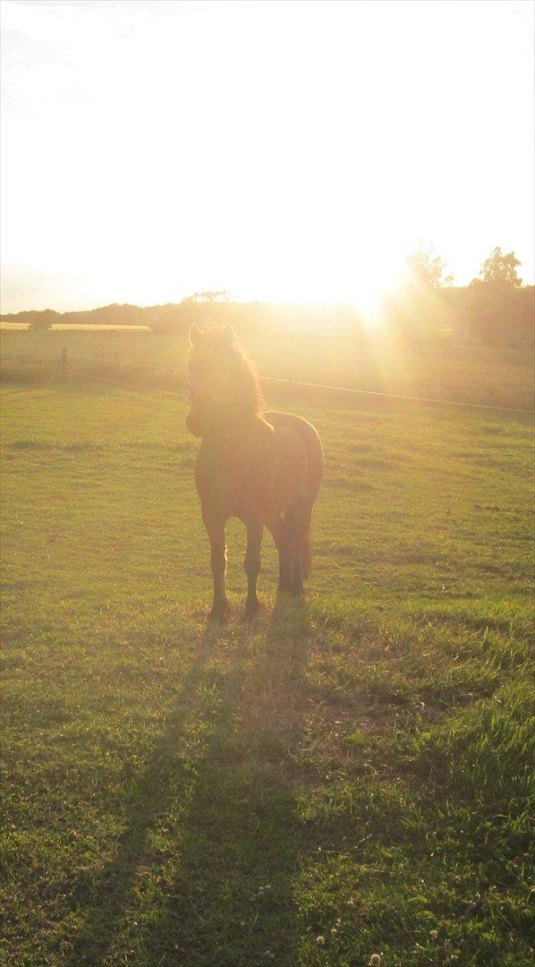 Dartmoor Viktor Dunemose billede 10