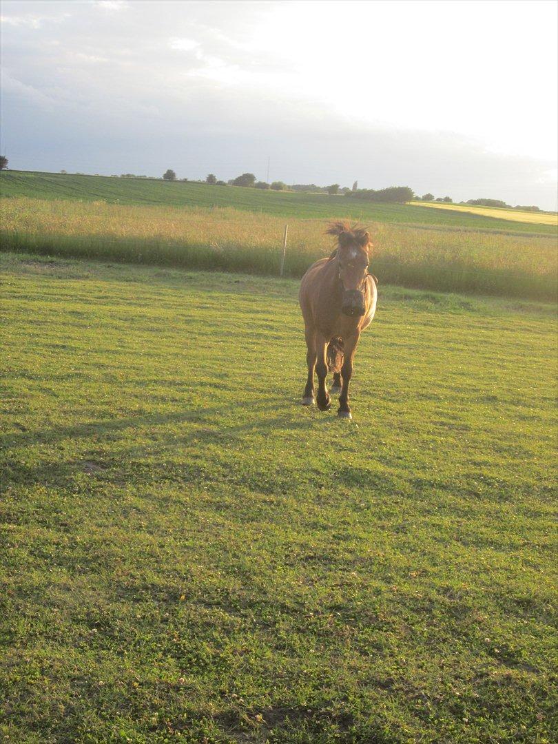 Dartmoor Viktor Dunemose billede 11