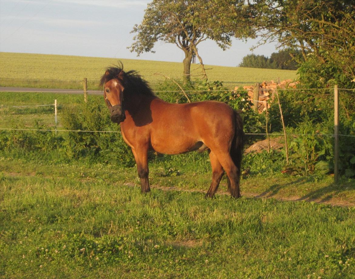 Dartmoor Viktor Dunemose billede 12