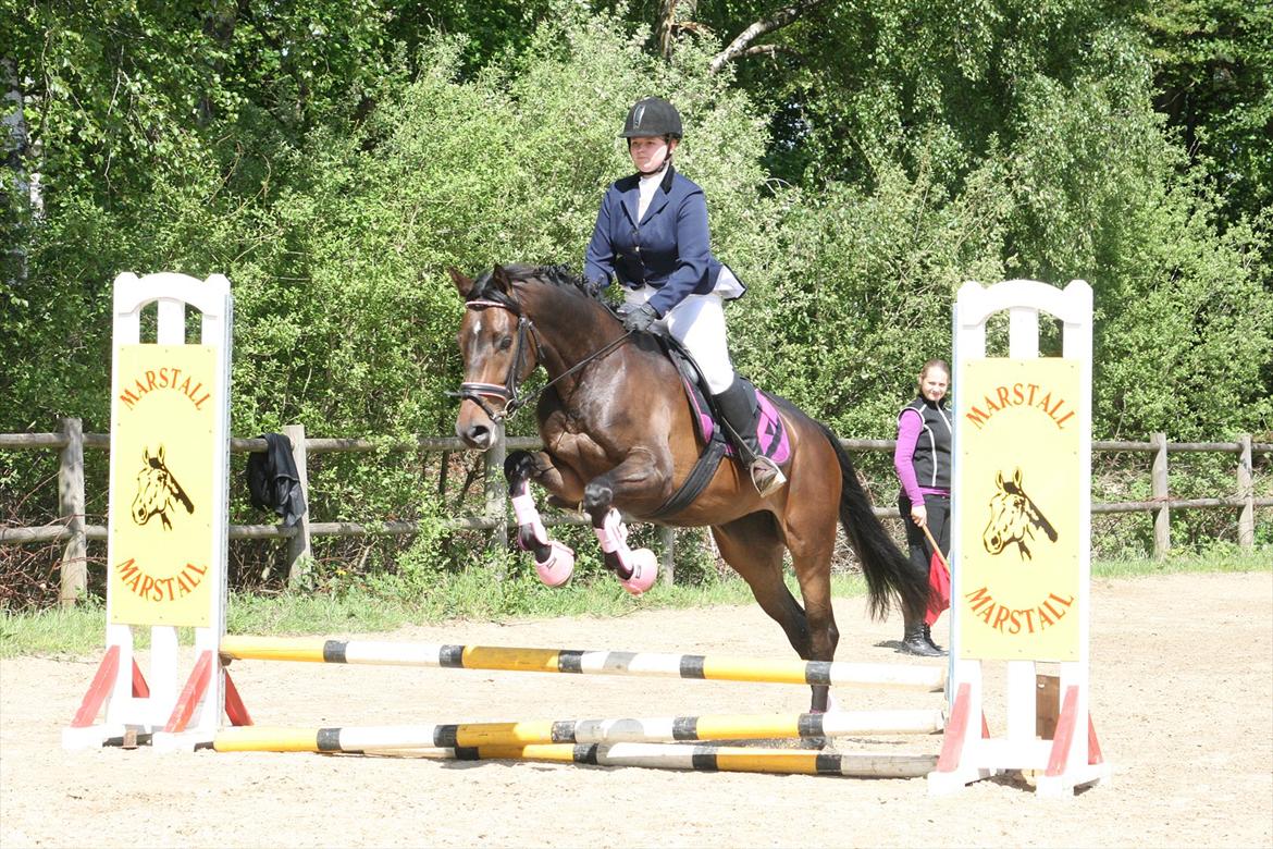 Dansk Varmblod Svanholms Caia - Første gang Caia startede spring. 50 cm B0. 15 maj 2011. billede 11