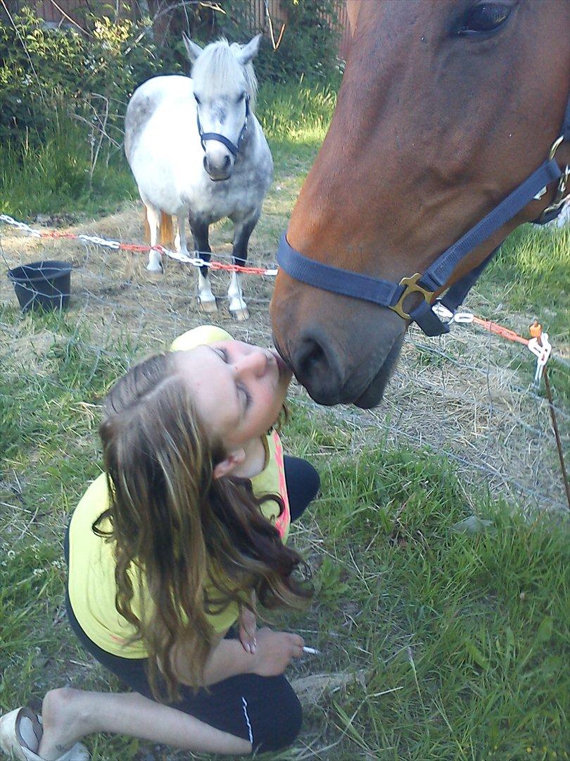 Dansk Varmblod RonaldoThe only one<3  - et kys til min elskede hest <3 billede 19