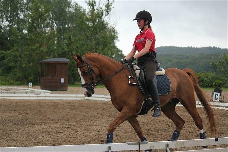 Welsh Pony (sec B)  Molenhorn´S Amaretto B-PONY [Tidl. hest] - Sommerkursus ved landstræneren uge 27. Vibsen var helt vild med Amaretto og vi fik meget ros:) billede 3