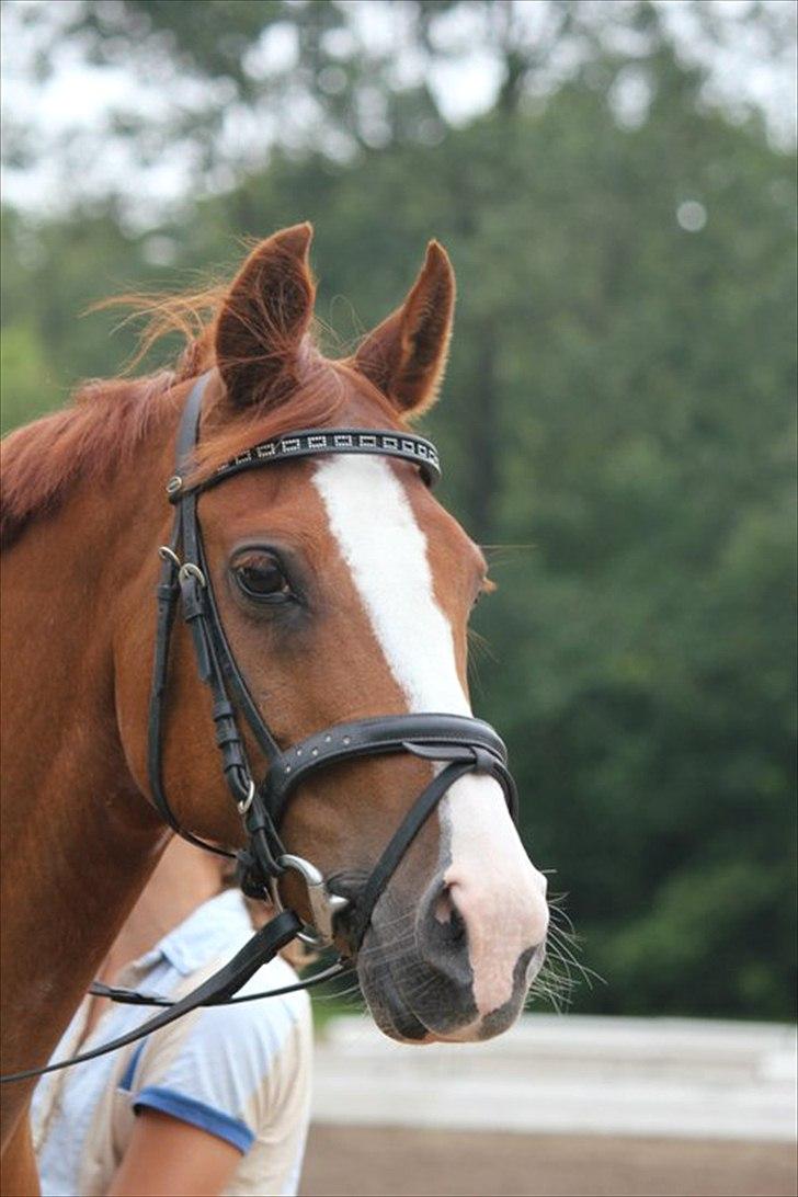 Welsh Pony (sec B)  Molenhorn´S Amaretto B-PONY [Tidl. hest] - Sommerkursus ved landstræneren uge 27 2011. Vibsen var helt vild med Amaretto og vi fik meget ros:) billede 15