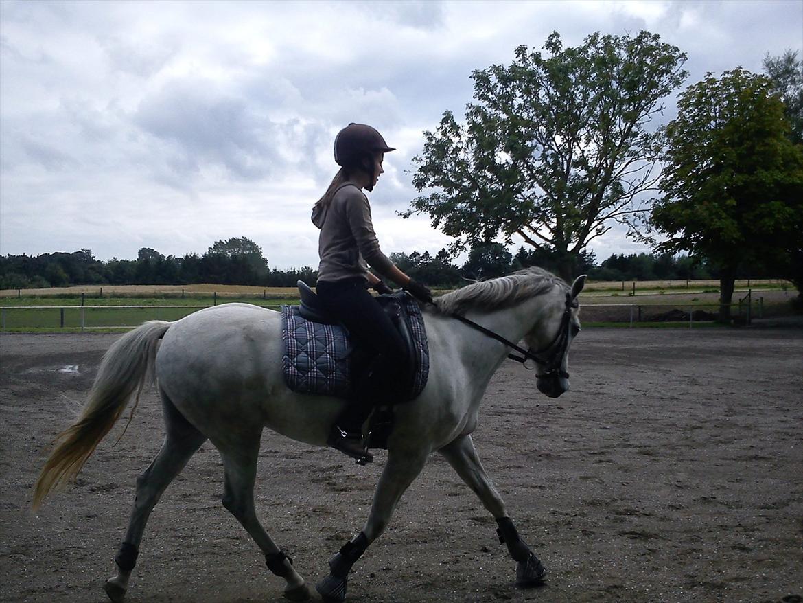 DSP Holmgaards Galant SOLGT billede 13