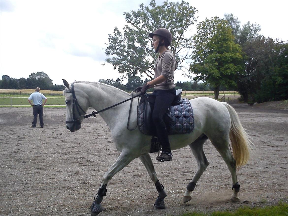 DSP Holmgaards Galant SOLGT - Velkommen til Holmgaards Galant :) billede 1