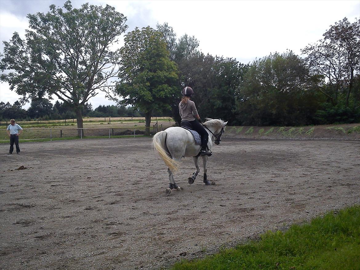 DSP Holmgaards Galant SOLGT - Min dressur pony!!
 billede 14