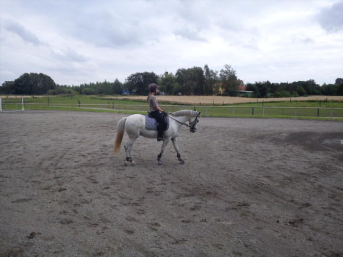 DSP Holmgaards Galant SOLGT billede 15